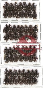 Hybosorinae sc. lot no. 30A (60 pcs)