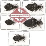 Scientific lot no. 27 Meloidae (Meloe spp.) (5 pcs)