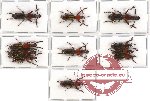 Scientific lot no. 33 Brenthidae (11 pcs - 3 pcs A2)