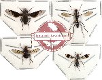Scientific lot no. 10 Diptera (4 pcs) (2 pcs A2)