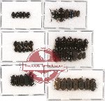 Scientific lot no. 130A Tenebrionidae (46 pcs)