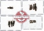 Scientific lot no. 59 Staphylinidae (32 pcs)