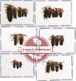 Scientific lot no. 13 Lycidae (22 pcs A, A-, A2)