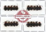 Scientific lot no. 13A Endomychidae (20 pcs)