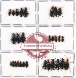 Scientific lot no. 136 Carabidae (29 pcs)