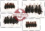 Scientific lot no. 135 Carabidae (20 pcs A-, A2)