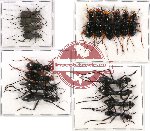 Scientific lot no. 3 Cicindelidae (18 pcs A-, A2)