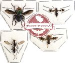 Scientific lot no. 11 Diptera (4 pcs) (A2 leg)