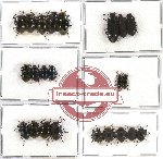 Scientific lot no. 127 Tenebrionidae (21 pcs A-, A2)