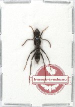 Formicidae sp. 46 (10 pcs)