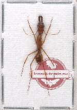 Formicidae sp. 39 (10 pcs)