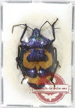 Scutellarinae sp. 31 (A2)