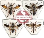 Scientific lot no. 13 Diptera (4 pcs)