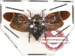 Cercopidae sp. 32 (A-)