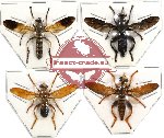 Scientific lot no. 14 Diptera (4 pcs) (1 pc A2)