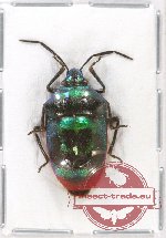 Scutellarinae sp. 32