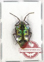 Scutellarinae sp. 31A