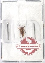 Membracinae sp. 11