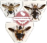 Scientific lot no. 15 Diptera (3 pcs)