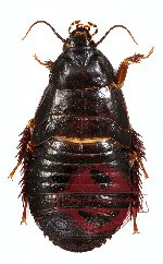 Blattodea sp. 1