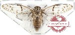 Cicadidae sp. 37