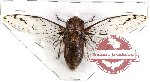 Cicadidae sp. 40