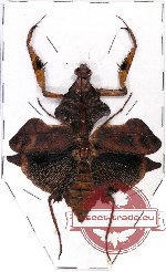 Deroplatys lobata (A-)