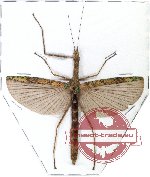 Phasmidae sp. 45 (A2)