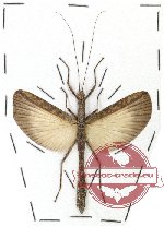 Eurybistus fenestratus