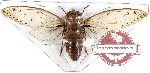 Cicadidae sp. 38