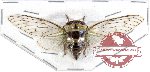 Cicadidae sp. 35A