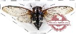 Cicadidae sp. 36 (A-)