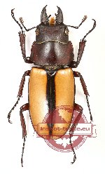 Prosopocoilus fruhstorferi neervoorti Fruhstorfer, 1898