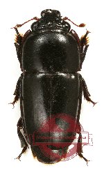Nitidulidae sp. 2