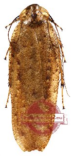 Blattodea sp. 5 (10 pcs)