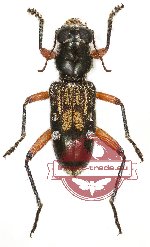 Omadius sp. 4