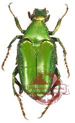 Pseudochalcothea hasselti