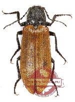 Elateridae sp. 28