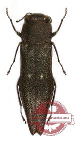 Agrilus sp. 36