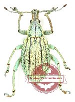 Curculionidae sp. 63