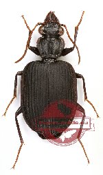 Peripristus sp. 1