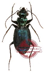 Pericalus sp. 2