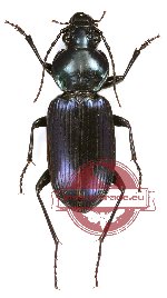 Carabidae sp. 38