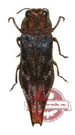 Agrilus sp. 36A (4 pcs A2)