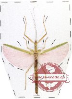 Phasmidae sp. 39 (A-)