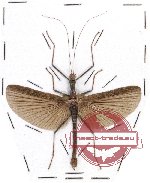 Phasmidae sp. 40
