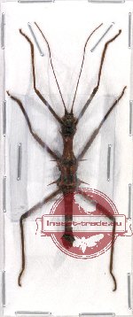 Epidares nolimetangere