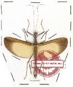 Parothomeria alexis