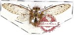 Cicadidae sp. 39