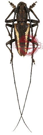 Pelargoderus vittatus